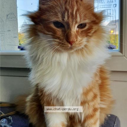 Photo 1/1 Willow Chat perdu à Leves