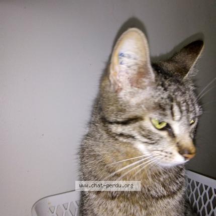 Photo 1/1 TARZANE Chat perdu à Tassin la demi lune