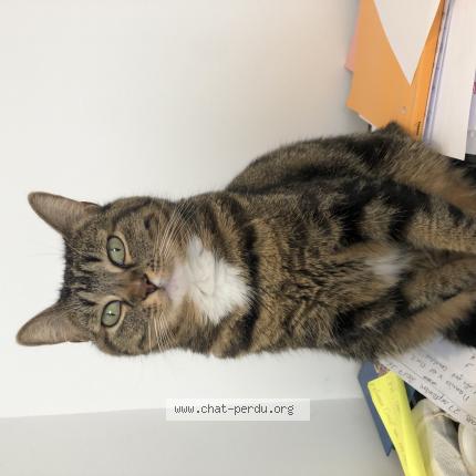 Arya Chat Perdu A Bordeaux Chat Perdu France