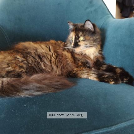 Gigi Chat Perdu A Lentilly Chat Perdu France Gigi Chat Perdu A Lentilly Chat Perdu France