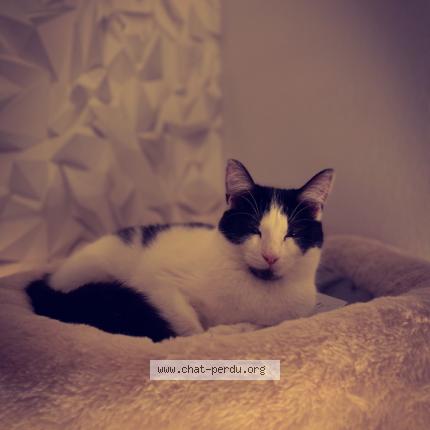 6117 Bebe Chat Chat Perdu A Montigny Les Metz Chat Perdu France