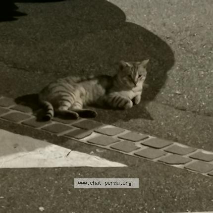 Chat Trouve A Toulouse Chat Perdu France Chat Trouve A Toulouse Chat Perdu France