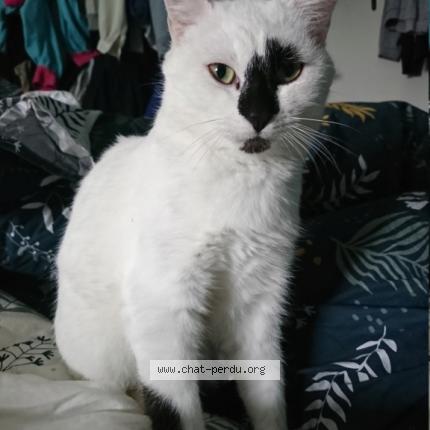 Photo 1/1 Bailey Chat perdu à Bruz