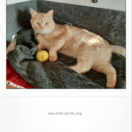 Photo 1/1 Olwen Chat perdu à Saint melaine sur aubance