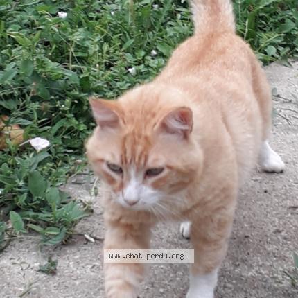 6191 Chat Trouve A Pamiers Chat Perdu France