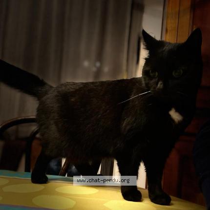 Elvis Chat Perdu Et Retrouve A Paris Chat Perdu France Elvis Chat Perdu Et Retrouve A Paris Chat Perdu France