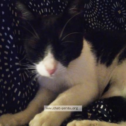 6196 Chat Trouve A Aix En Provence Chat Perdu France