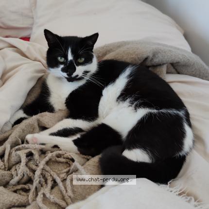 Photo 1/1 Mimi Chat perdu à St cyprien