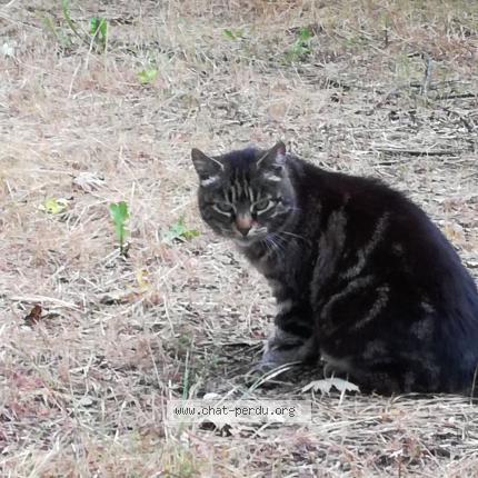 Chat Trouve A Guillon Terre Plaine Chat Perdu France