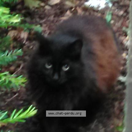 Chat Trouve Et Rendu A Voisins Le Bretonneux Chat Perdu France Chat Trouve Et Rendu A Voisins Le Bretonneux Chat Perdu France