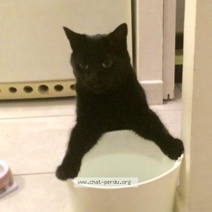 Photo 1/1 Dora Chat perdu à Briscous