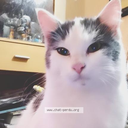 Photo 1/1 Eclipse Chat perdu à Cambronne les clermont