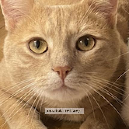 Bailey Chat Perdu A Paris Chat Perdu France