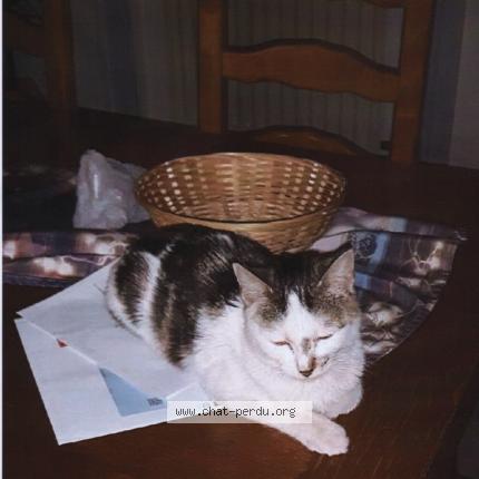 Photo 1/1 Espérance Chat perdu à Saint chamond