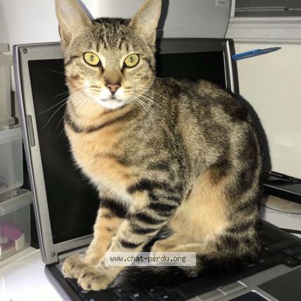 Photo 1/1 Titus Chat perdu à Igny