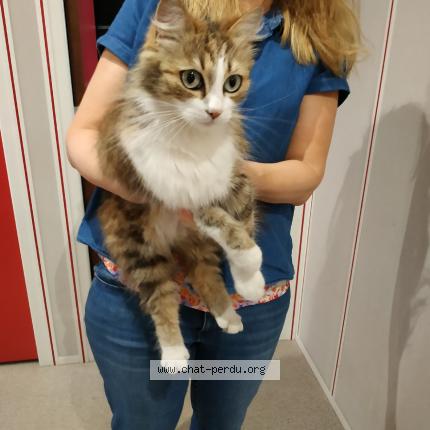 Chat Trouve A Toulouse Chat Perdu France Chat Trouve A Toulouse Chat Perdu France