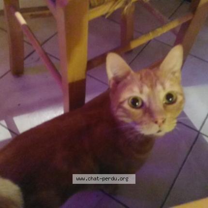 Photo 1/1 Globule Chat perdu à Nimes