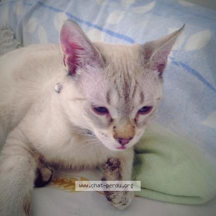 Photo 2/4 JESSE Chat perdu à Vulleurbanne