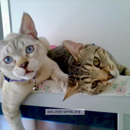 Photo 3/4 JESSE Chat perdu à Vulleurbanne