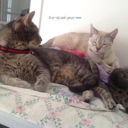 Photo 4/4 JESSE Chat perdu à Vulleurbanne