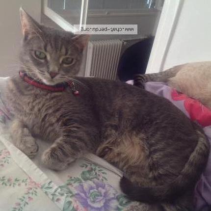 Photo 1/5 HADA Chat perdu à Brignais