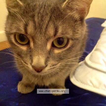 Photo 2/5 HADA Chat perdu à Brignais