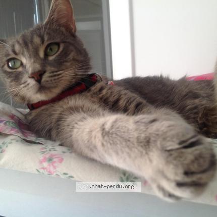 Photo 3/5 HADA Chat perdu à Brignais