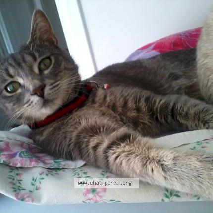 Photo 4/5 HADA Chat perdu à Brignais