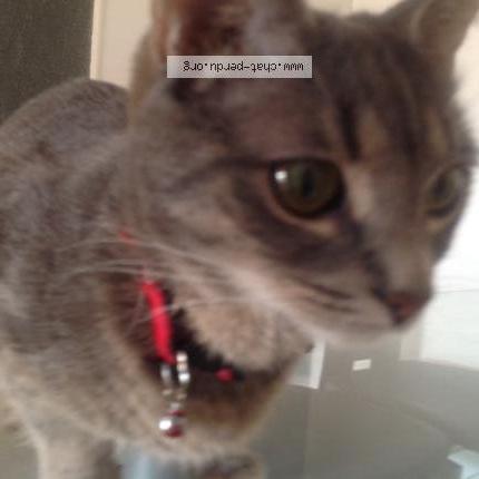 Photo 5/5 HADA Chat perdu à Brignais