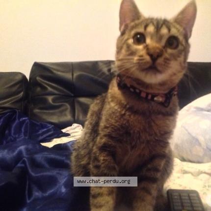 Photo 2/4 DANA Chat perdu à Brignais