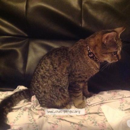 Photo 3/4 DANA Chat perdu à Brignais