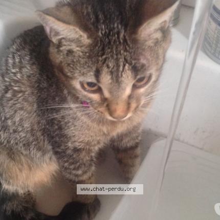 Photo 4/4 DANA Chat perdu à Brignais