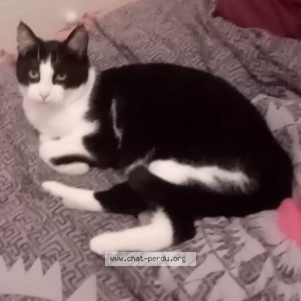 Felix Chat Perdu A Melun Chat Perdu France