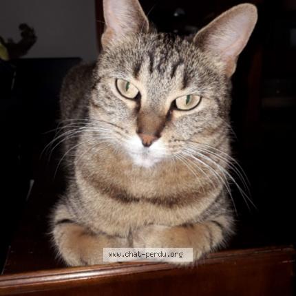 Photo 1/1 JORJY Chat perdu à Ales