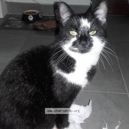 Photo 1/1 NOIRAUDE Chat perdu à Montmorency