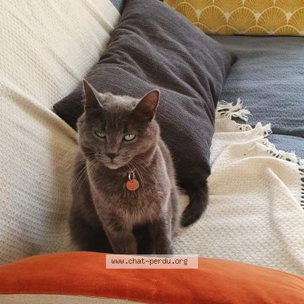 Photo 1/1 Popie Chat perdu à Tours