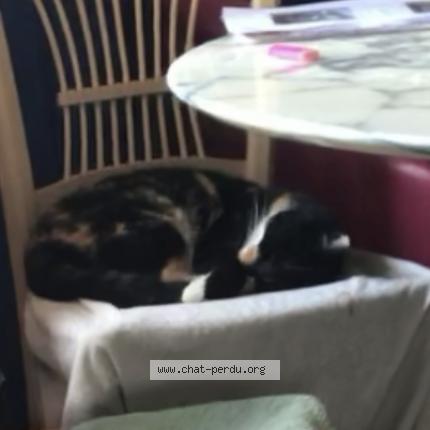 Photo 1/1 Caline Chat perdu à Lagrand