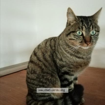 Photo 1/1 Platon Chat perdu à Quarre les tombes