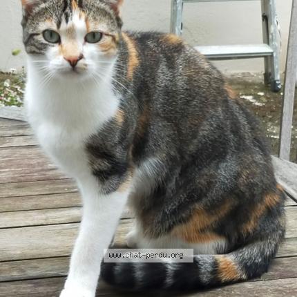 Photo 1/1 Pixel Chat perdu à Nantes