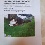 Photo de chat perdu à Sorrus