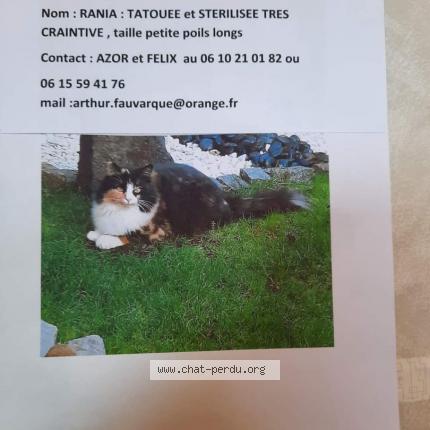 Photo de chat perdu à Sorrus