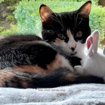 Photo 1/1 RINA Chat perdu à Essars