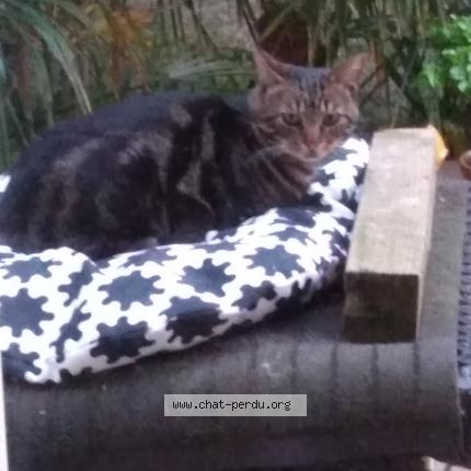 Photo de chat perdu à Benesse Maremne