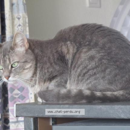Photo 1/1 Cosette Chat perdu à St berthevin