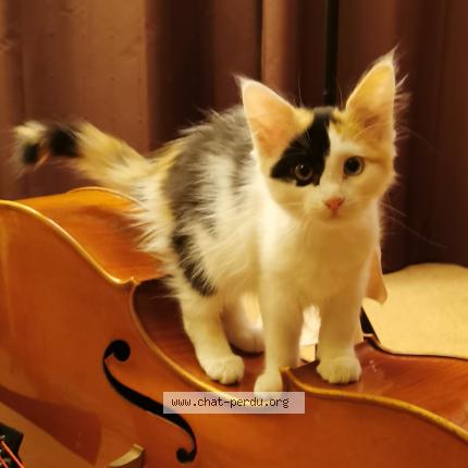 Photo 1/1 Doulcy Chat perdu à Fontaines saint martin