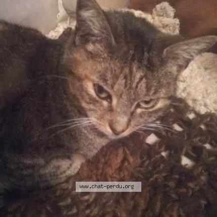 Photo 1/1 MOUSTIQUE Chat perdu à Pruillie le chetif