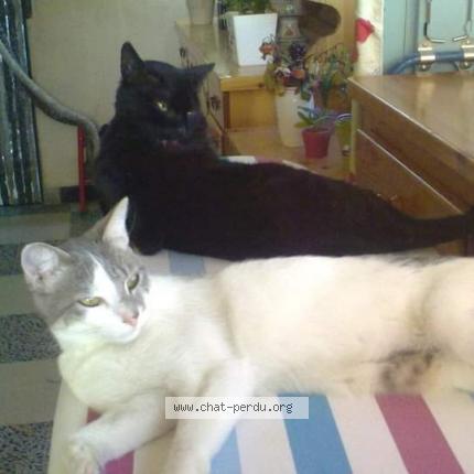 Photo 1/1 Choupette Chat perdu à Ollioules