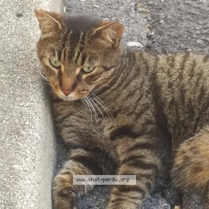 6276 Chat Trouve A Montpellier Chat Perdu France