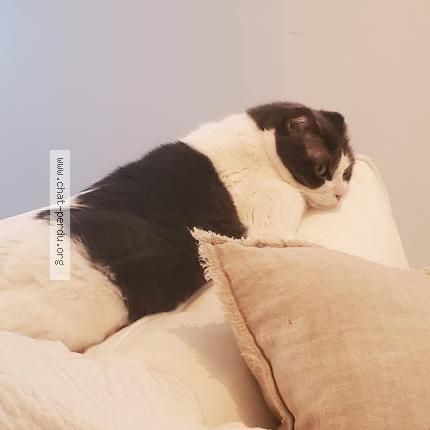 Photo 1/1 Mademoiselle linotte Chat perdu à Mont rolland