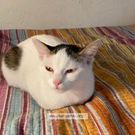 Photo 1/1 Molly Chat perdu à Vitry sur seine